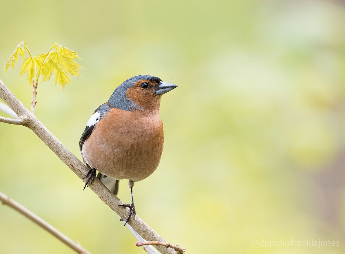 Gausiausiai dabar traukia kikiliai