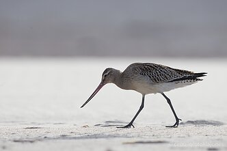 Laplandinis griciukas