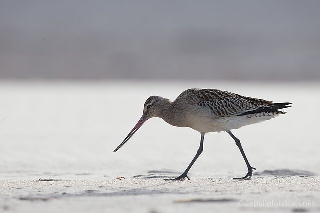 Laplandinis griciukas