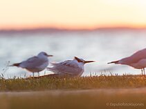 Margasparnė žuvėdra