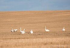 Mažosios ir gulbės giesmininkės