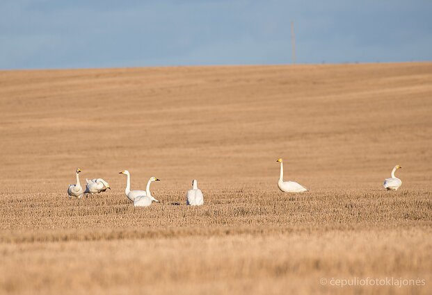 Mažosios ir gulbės giesmininkės