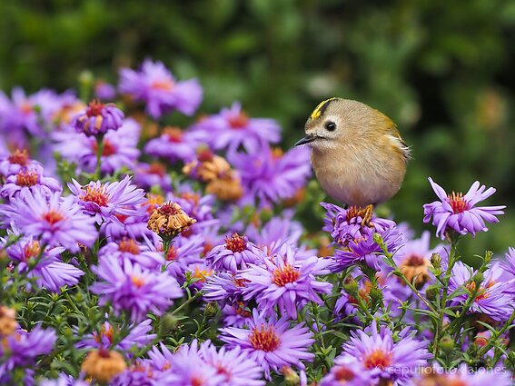 Rudeninis nykštukas