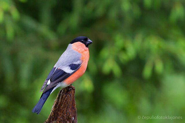 Juodagalvė sniegena