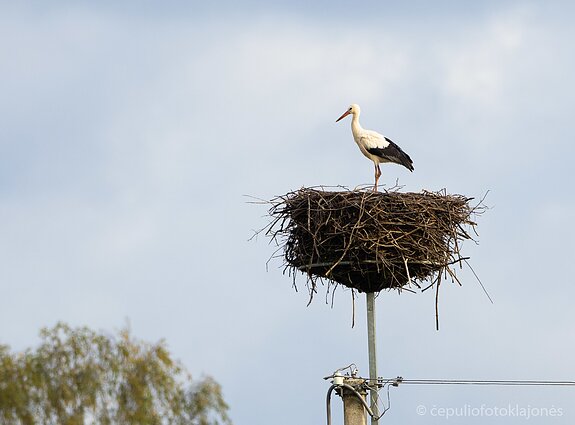 Neišskridęs gandras