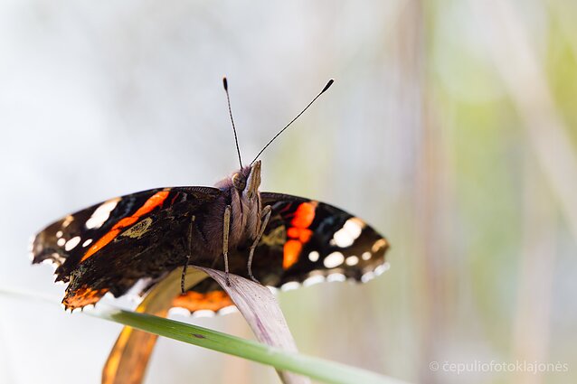 Vis dar skraido admirolai