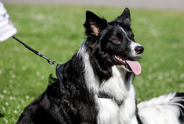 Veterinaras apie požymius, kad gyvūnui per karšta: kates galima vėsinti šlapiu rankšluosčiu
