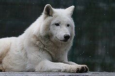 Lietuvos zoologijos sodo gyventojai Lietuvos zoologijos sodo gyventojai