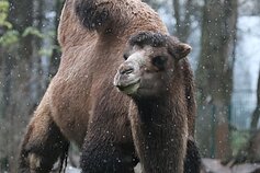 Lietuvos zoologijos sodo gyventojai Lietuvos zoologijos sodo gyventojai