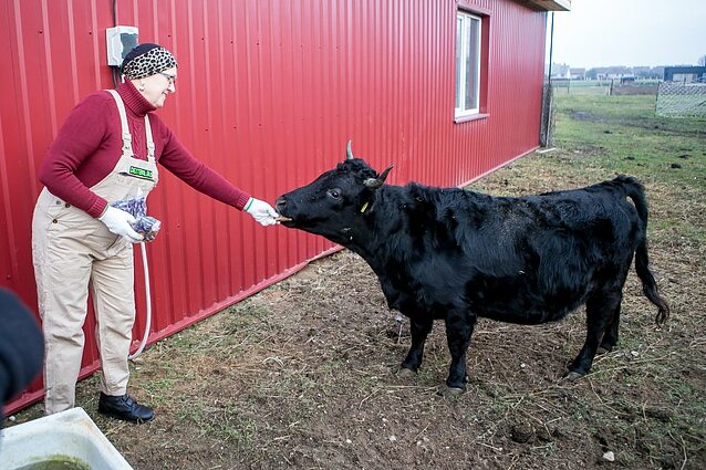 Astromskų deksterių ūkis ir moliūgų kiemas