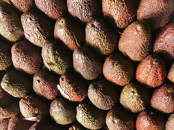 Avokadai Avokadai