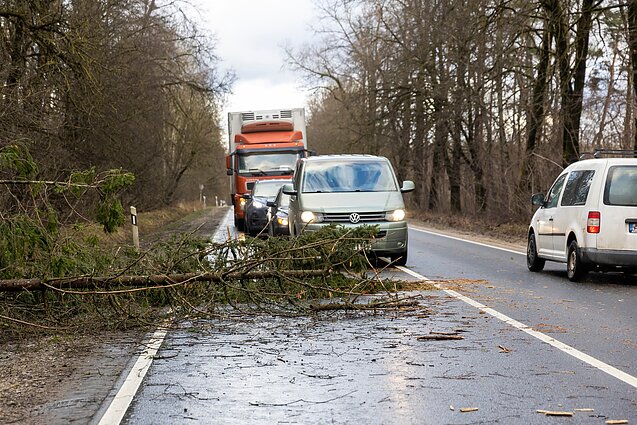 Stiprus vėjas laužė medžius. Asociatyvi nuotr.
