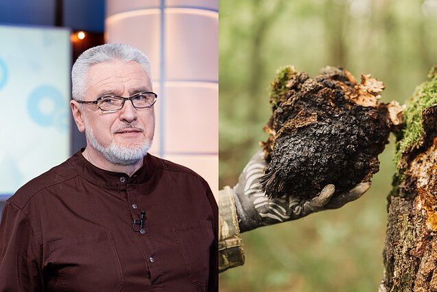 Alvydas Unikauskas, juodasis beržo grybas. Asociatyvus koliažas Alvydas Unikauskas, juodasis beržo grybas. Asociatyvus koliažas