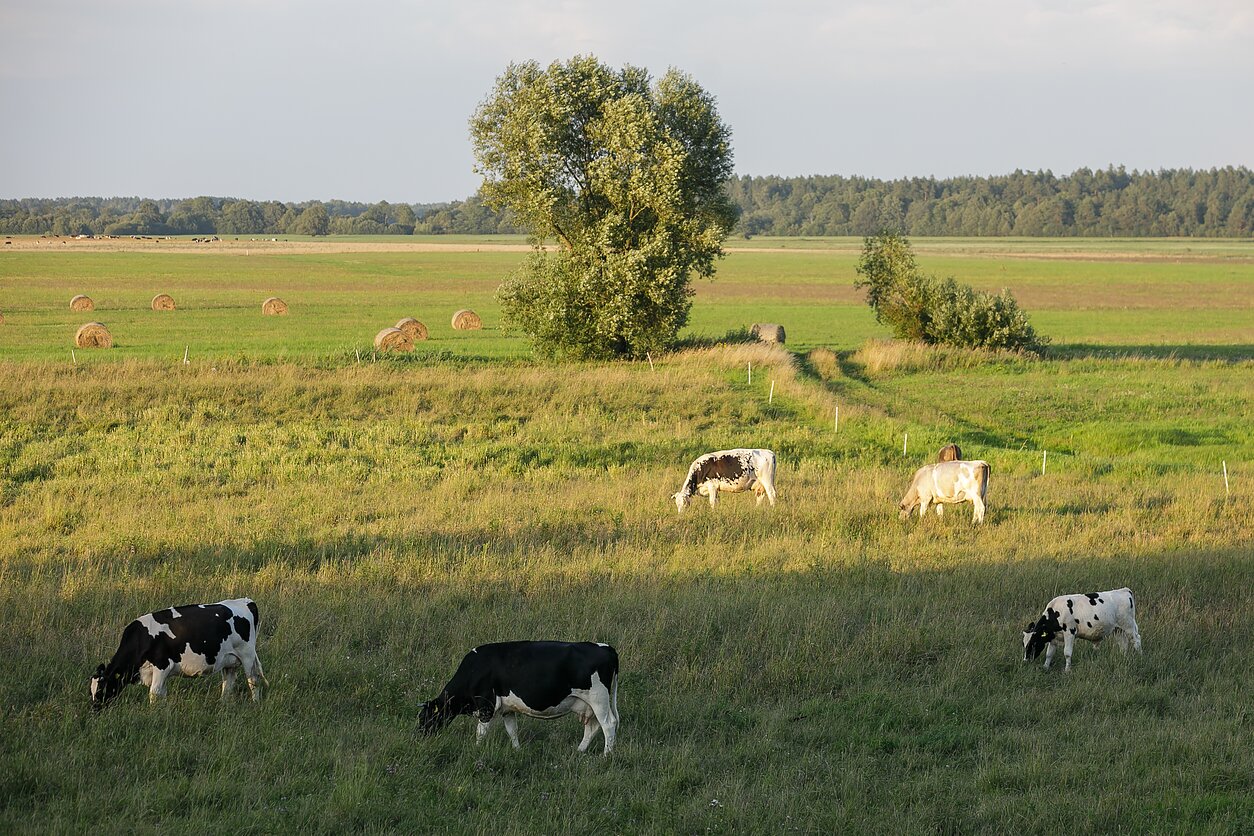 Pievose ganosi karvės