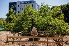 Vilniuje nukirstas ąžuolas