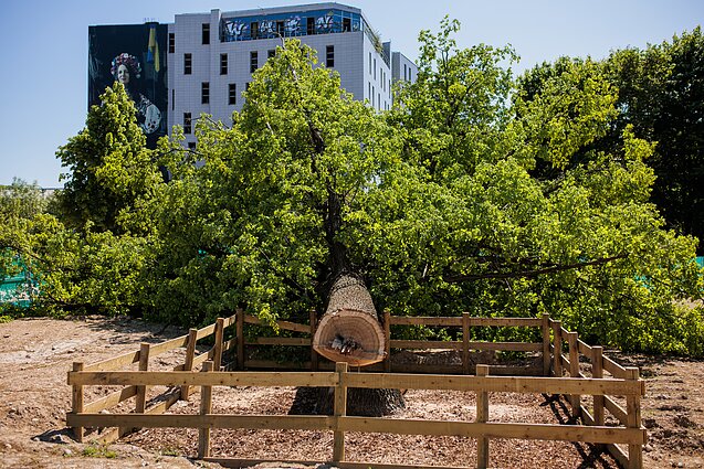 Vilniuje nukirstas ąžuolas