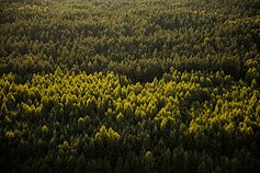 Miškas, asociatyvi nuotr. 