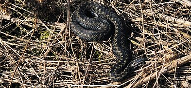 Paprastoji angis