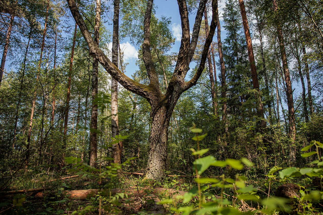Miškas, asociatyvi nuotr.