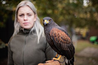 Pelėdų parke gyvena ir keletas sakalų