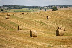 Žemės ūkis