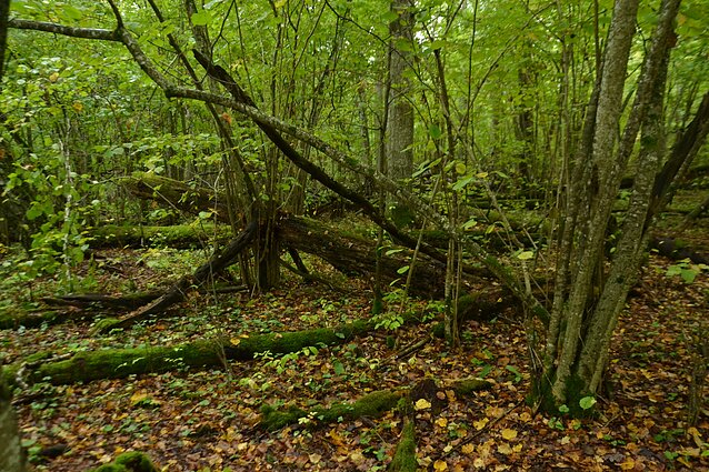 Lietuvos biologinė įvairovė praturtėjo reikšmingais atradimais