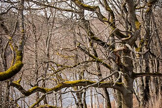 Miškas, asociatyvi nuotr.