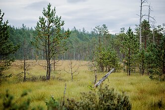 Miškas, asociatyvi nuotr.