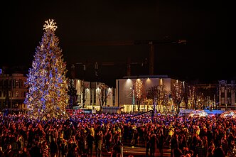 Kalėdinė Kauno eglė Kalėdinė Kauno eglė