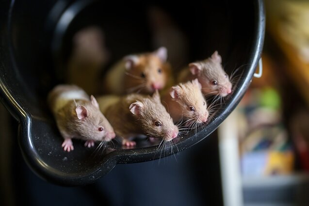 Laboratorinės pelės, asociatyvi nuotr.