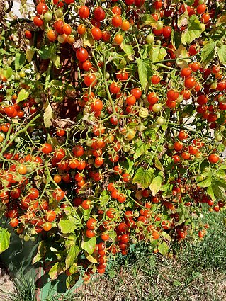 „Cherry Cascade“ „Cherry Cascade“