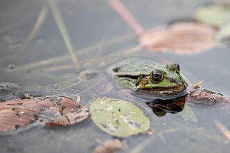 Pelkė