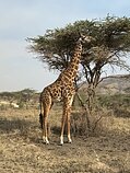 Tanzanija