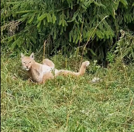 Lūšis Lūšis