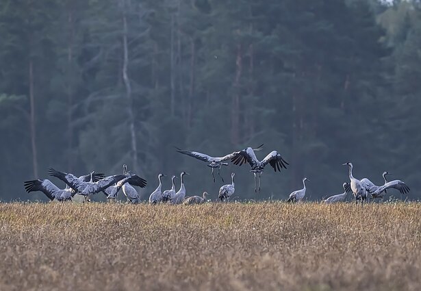 Gervės