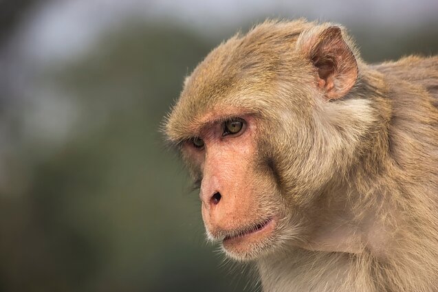 Macaca mulatta beždžionės Macaca mulatta beždžionės