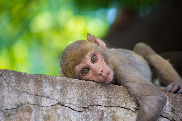 Macaca mulatta beždžionės Macaca mulatta beždžionės