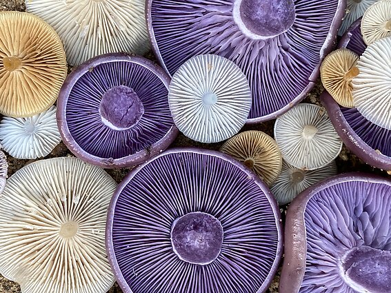 Violetinių stirnabudžių lakšteliai