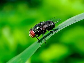  Cochliomyia hominivorax 