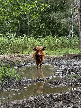 Nojaus šeimos ūkyje