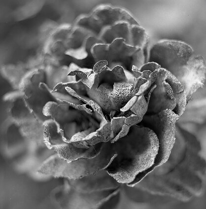 Sigito Parulskio fotografija