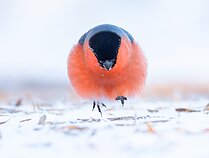 Sniegena