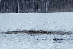 Elnių ūkyje aptiktos krūvos gaišenų 