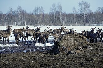 Elnių ūkyje aptiktos krūvos gaišenų 