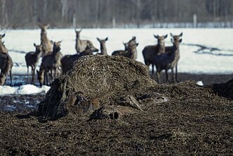 Elnių ūkyje aptiktos krūvos gaišenų 