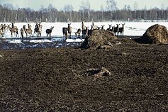 Elnių ūkyje aptiktos krūvos gaišenų 