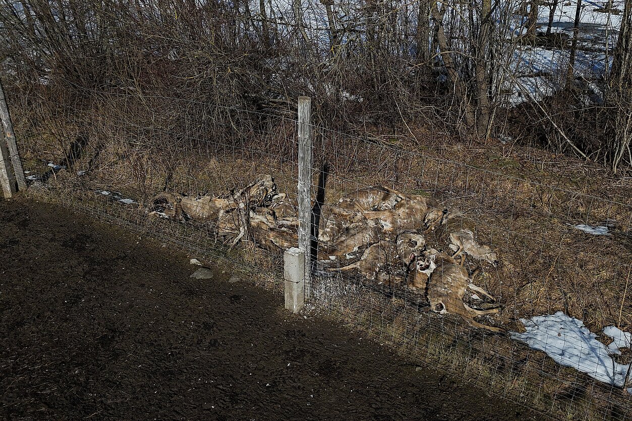 Elnių ūkyje aptiktos krūvos gaišenų 