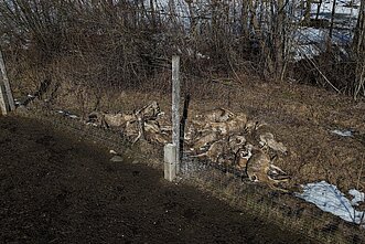 Elnių ūkyje aptiktos krūvos gaišenų 