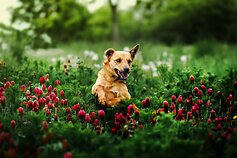 Prieglaudos šunų fotosesija