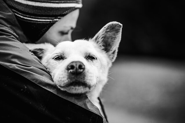Prieglaudos šunų fotosesija